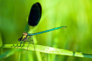 libellule-photography-workshops-france