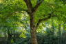 Walnut Tree Dordogne France-083