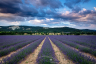 Rustrel Lavender Fiels Provence France-077
