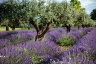 Olive Trees amounst Lavender Provence France-083