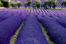 Lavender Field Provence France-078
